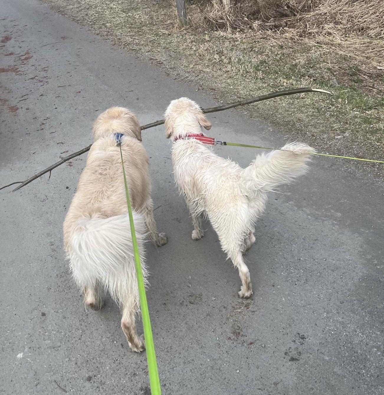 Kaksi koiraa kuljettaa yhdessä pitkää keppiä. Kuva on otettu koirien takaa.