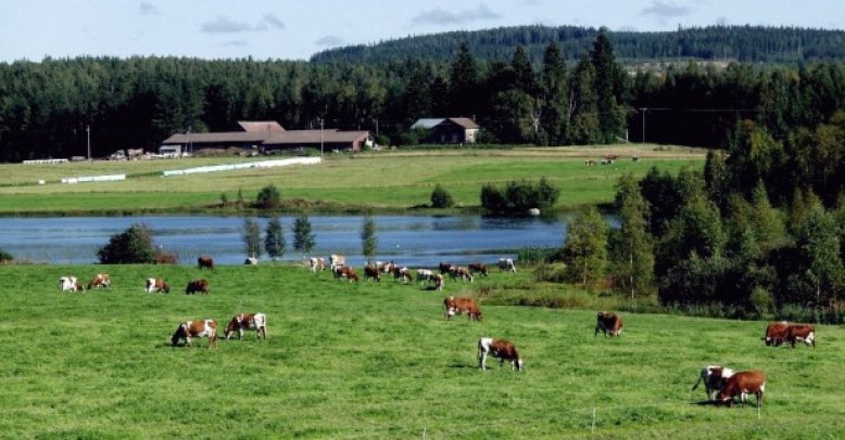 Maaseutumaisema Äänekoskella